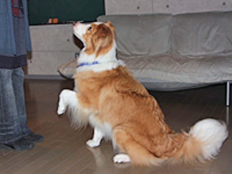 前足を上げる行動を強化