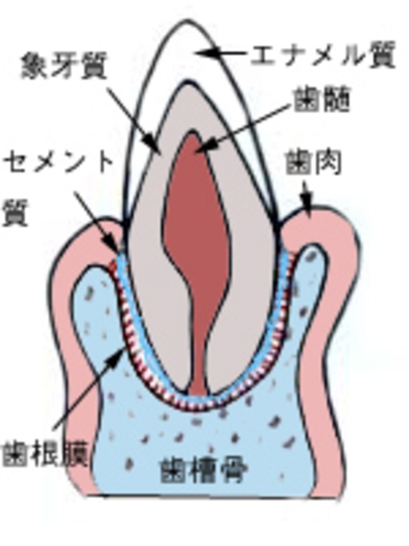 犬の歯の構造