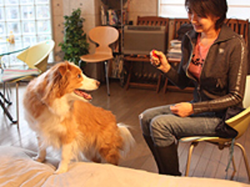 ベッドに前足をかける