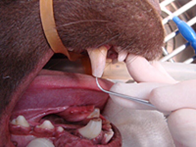 咬耗(こうもう)(こうもう)/ラブラドール・レトリーバー、8歳