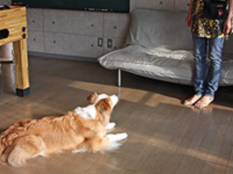 犬から少し離れた位置からキュー