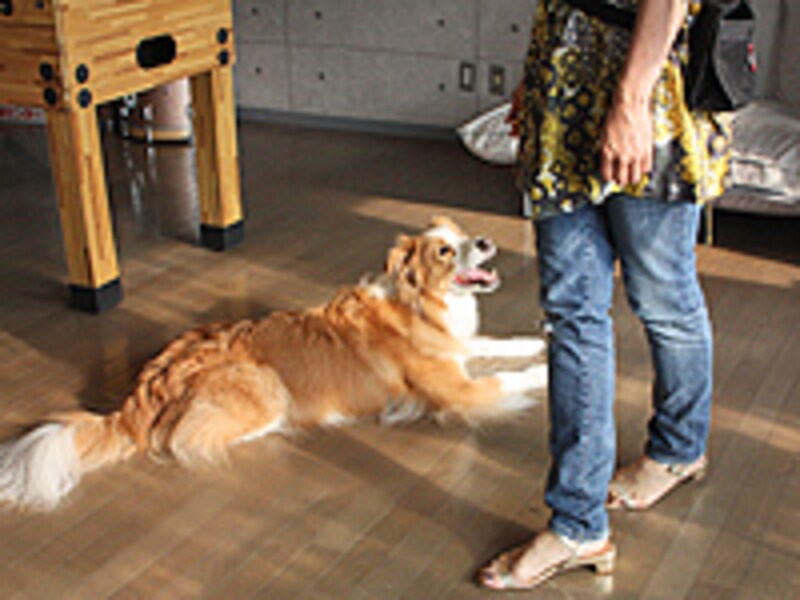 犬の周りをクルクル回ってみるのもいい