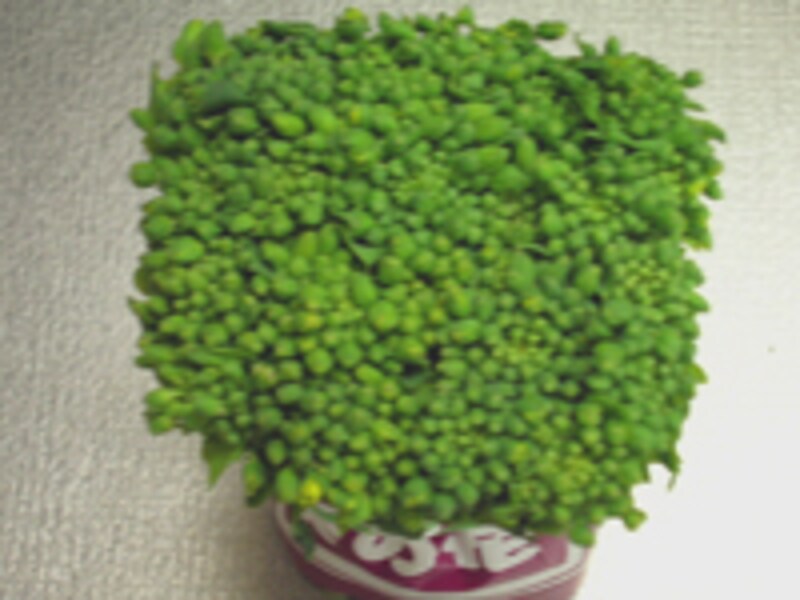 よい菜の花の選び方