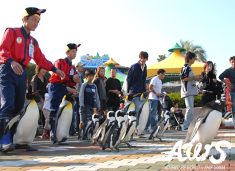 アドベンチャーワールドのペンギン