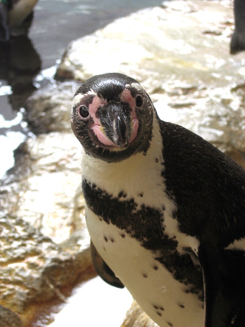 城崎マリンワールドのペンギン