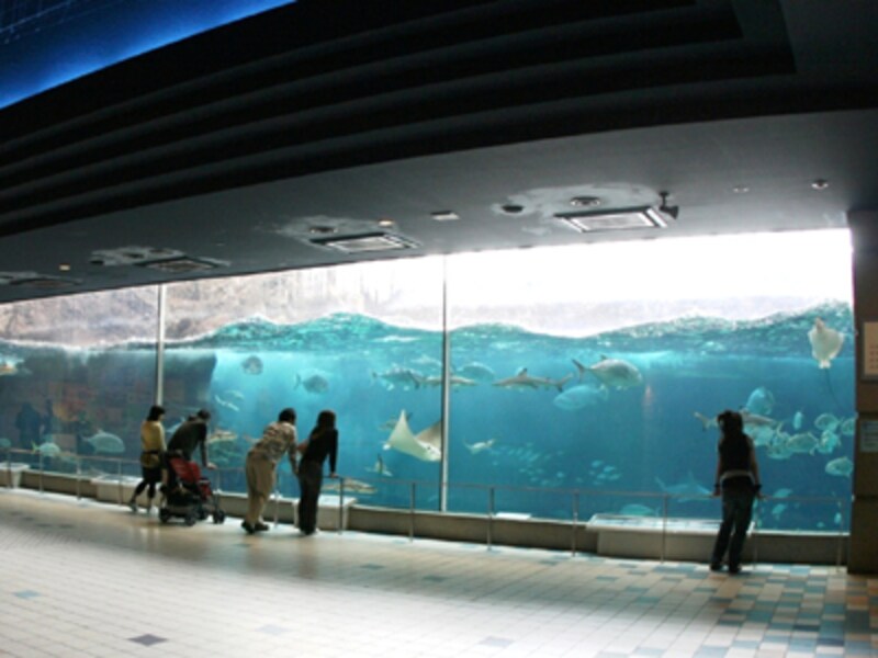 須磨海浜水族園の大水槽