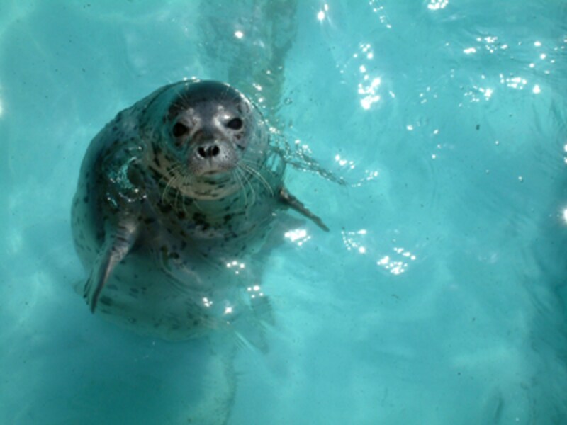 マリンワールド海の中道