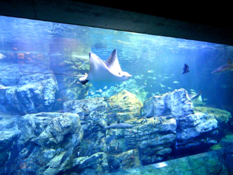 大分マリーンパレス水族館「うみたまご」