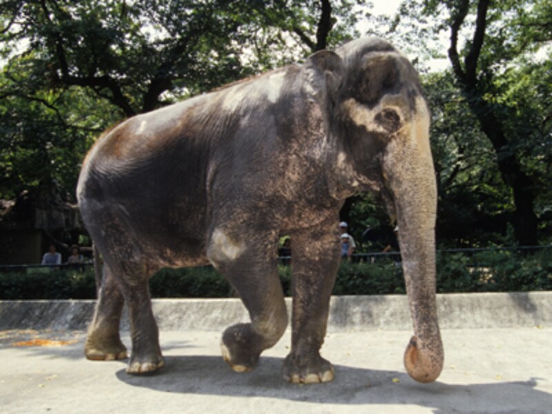 井の頭自然文化園のアジアゾウ