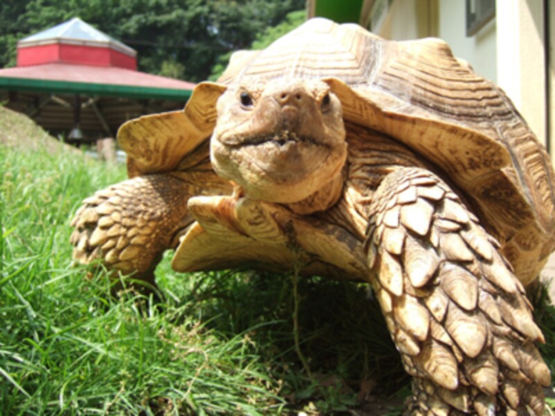町田リス園のカメ