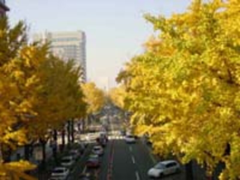 山下公園通りのイチョウ並木