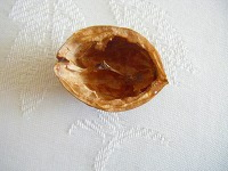 木の実カメ手順2