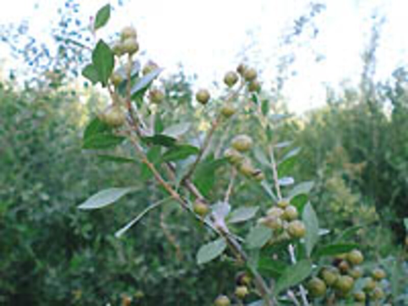 100%天然ヘアケア