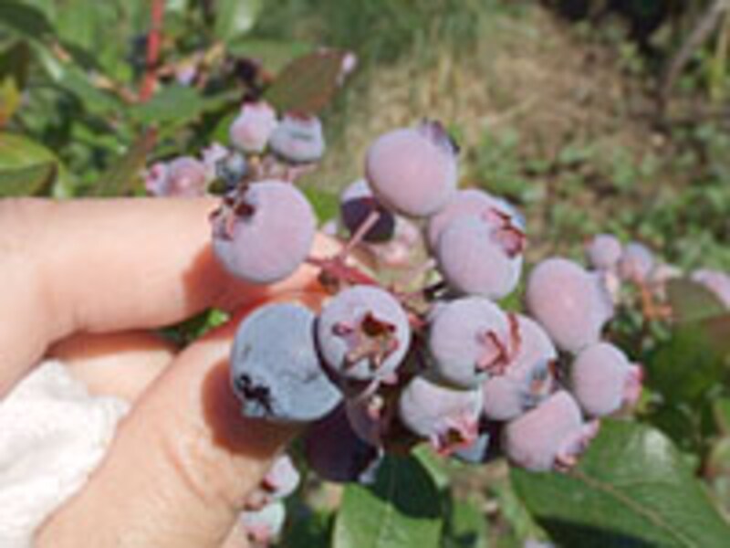 ブルーベリーの写真