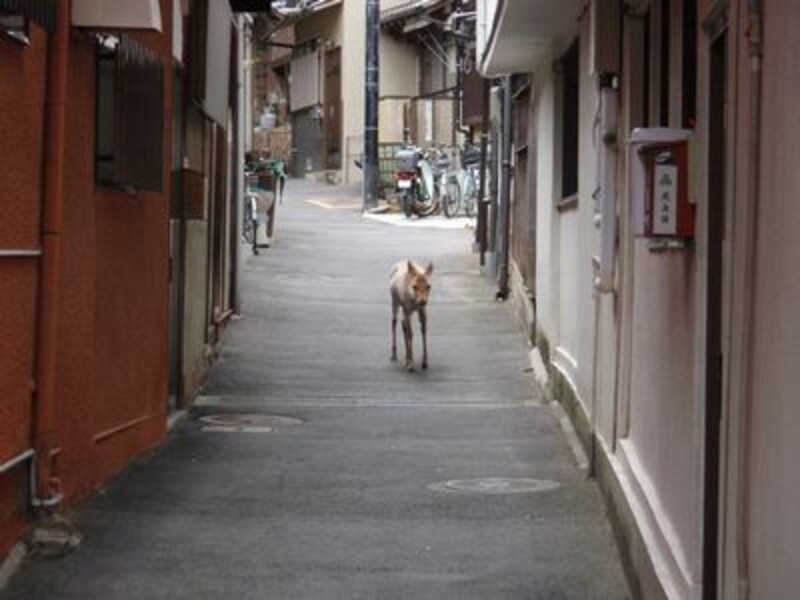 街中の鹿