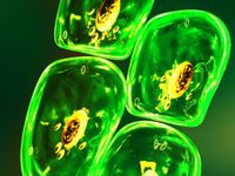 画像の代替テキスト