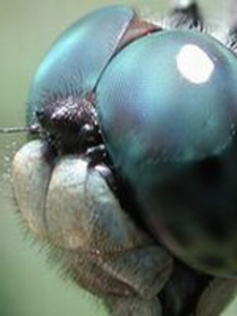 demoiselle