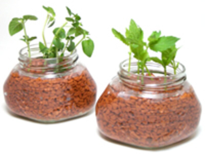 ミリオンを使った挿し木