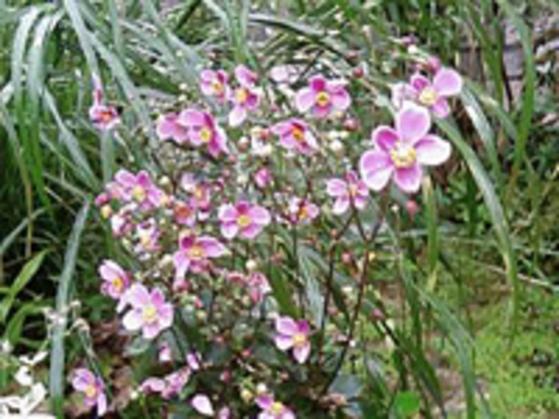 シュウメイギク