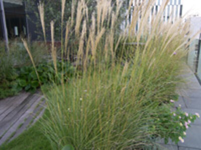 イトススキ(斑入り)