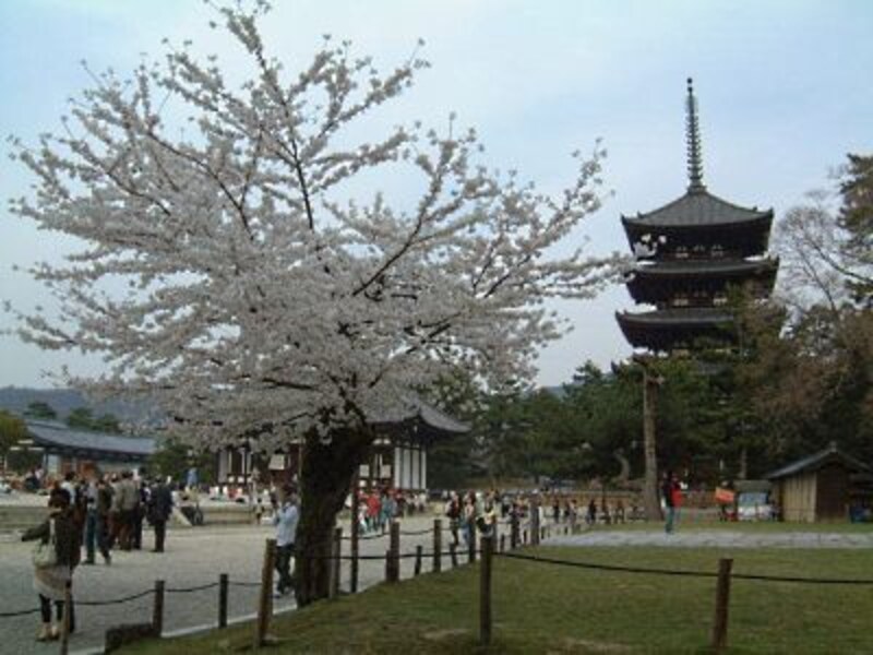 興福寺・五重塔と桜