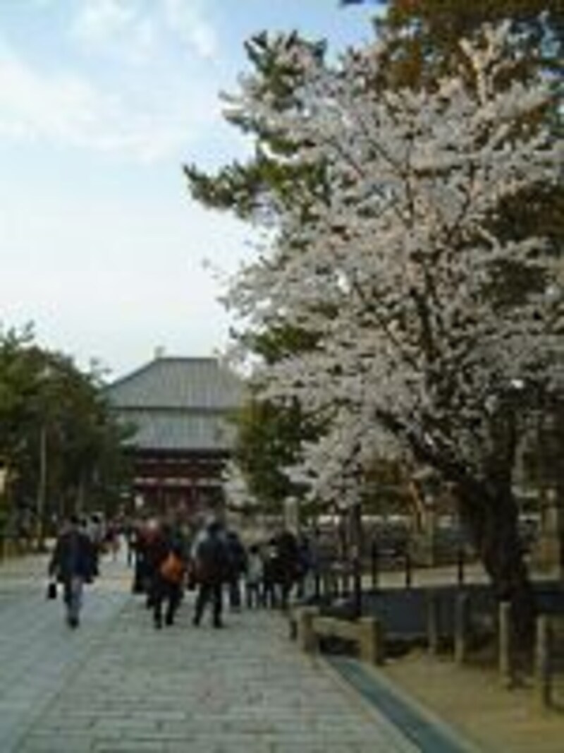 東大寺と桜