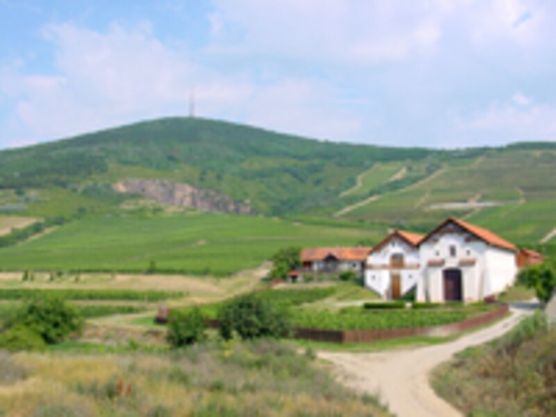 トカイ村のブドウ畑とワイナリー