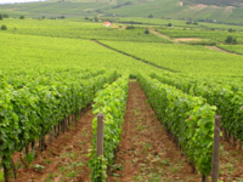 トカイ村のブドウ畑