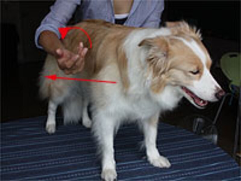 前半身から後半身へ