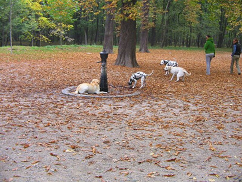 ドッグゾーン内でのワンシーン