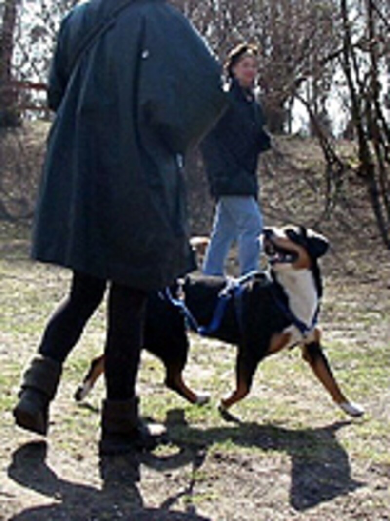 レッスン中のコ