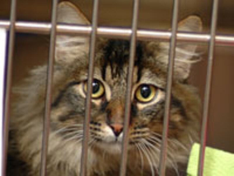 出逢いを待つねこさん