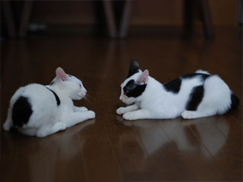 と思ったら、すぐに離れてまた睨めっこ~
