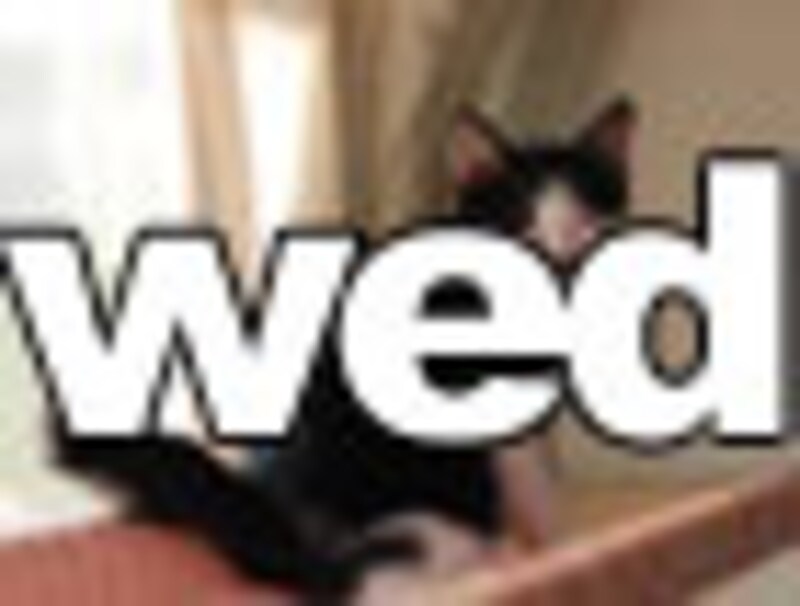 今日のねこさん・水曜日
