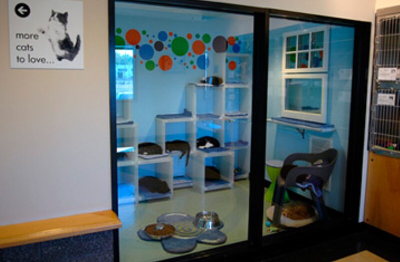 ボックスを上手に使い、猫たちのアパート風