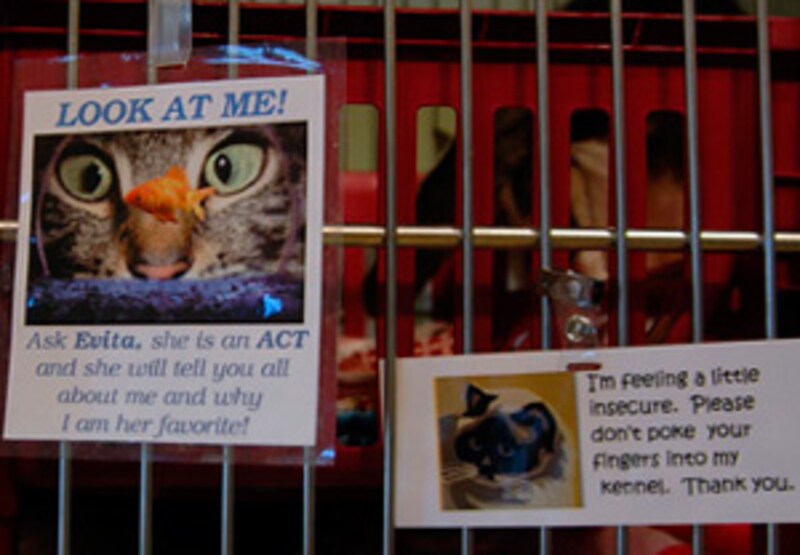 猫一人一人の性格などが紹介されています