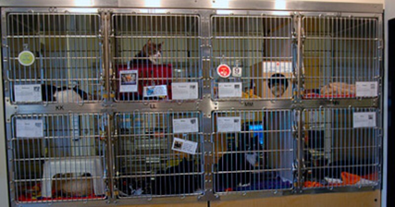 入ってすぐの猫たちは個室で~