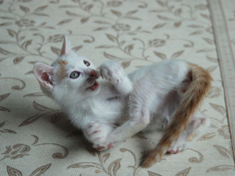 取れそうで取れないところが、猫心をくすぐるのです