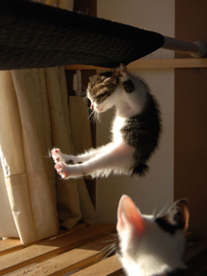 逞しいねこさんになるために、後3回ガンバル!