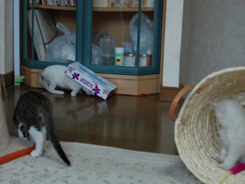 なんだ?!これ?お兄ちゃんねこ、興味津々で近付きます