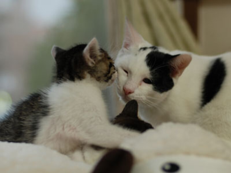 ちっちゃいくん、kissのご挨拶できるのね♪