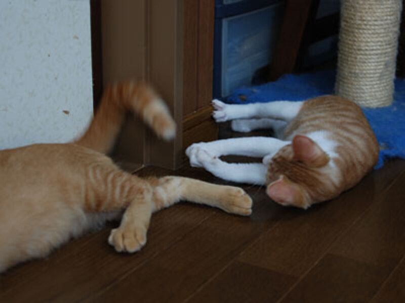 赤トラ兄ちゃんのながぁいしっぽに興味津々