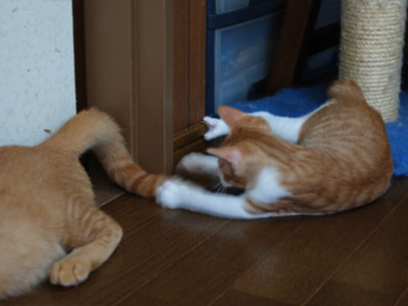 欲しい!欲しい!あたしも、しっぽが欲しいよ~~!
