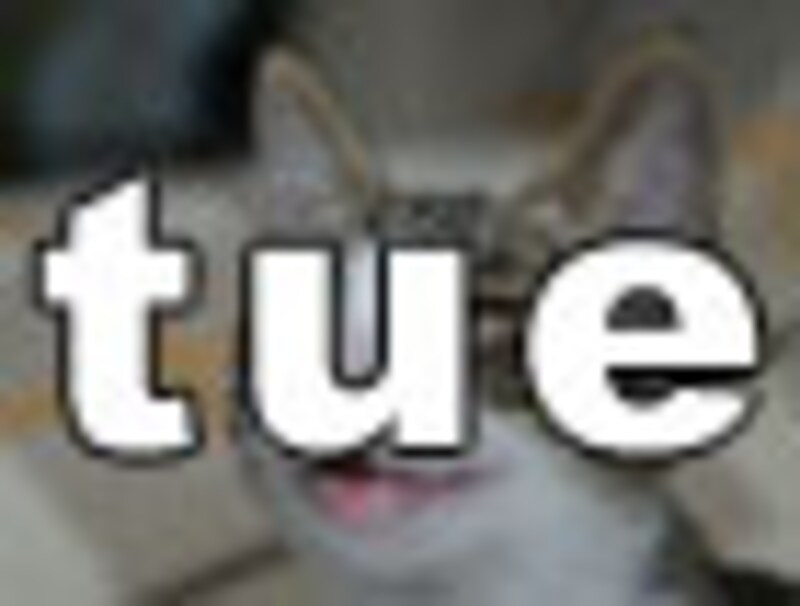 今日のねこさん・火曜日