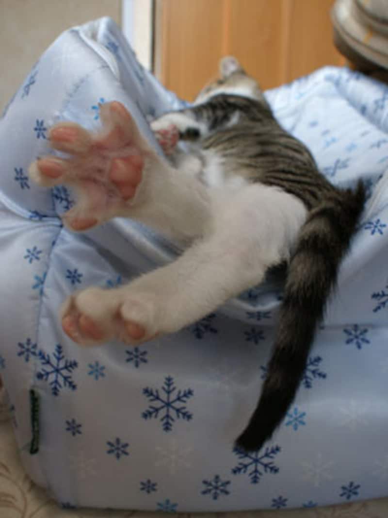 熟睡中だけど、足の指だけパー！