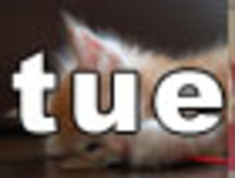 今日のねこさん・火曜日
