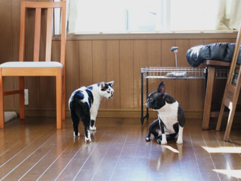 小町ねえさん、いつもきれいねぇ~byねねこ