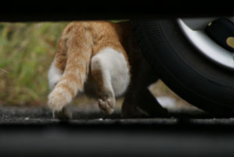 車の下から逃げ出す猫も簡単撮影