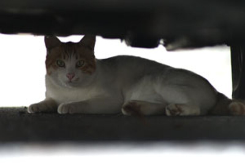 車の下のねこさん