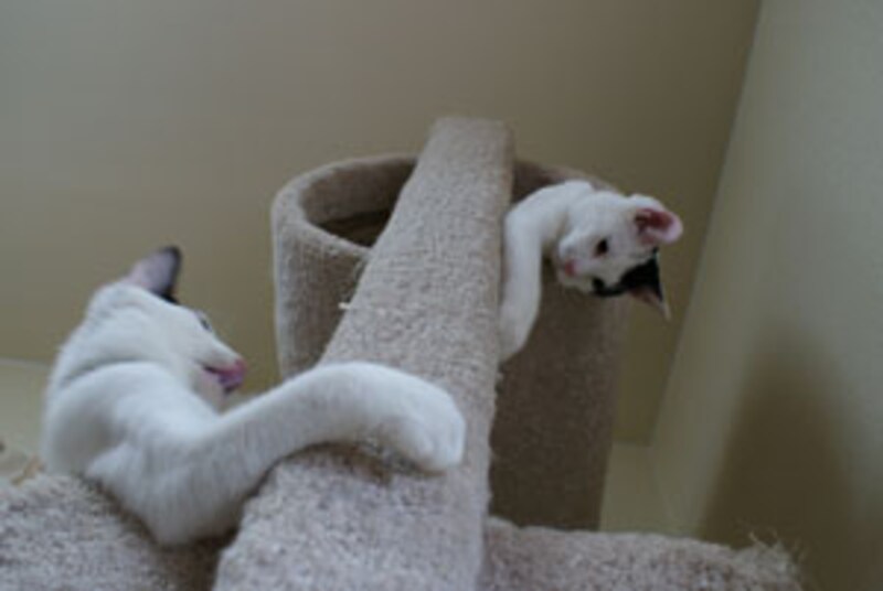 真下から上を狙うアングル